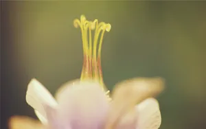 微距特写花蕊图片_7