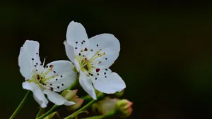 梨花图片大全_2