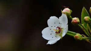 梨花图片大全_3