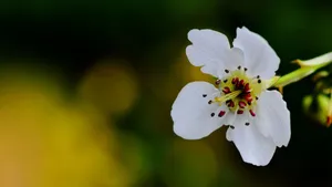 梨花图片大全_4