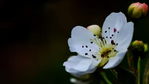 梨花图片大全_5