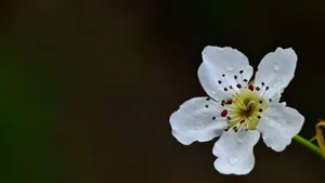 梨花图片大全_6