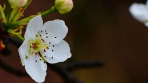 梨花图片大全_7