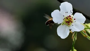 梨花图片大全_9