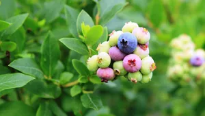 水果蓝莓图片_11