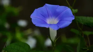 喇叭花_2