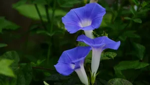 喇叭花_4