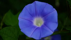 喇叭花_5