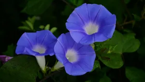 喇叭花_6