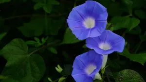 喇叭花_7