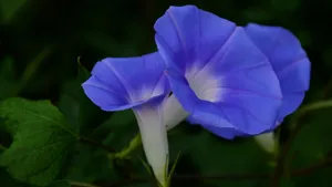 喇叭花_9