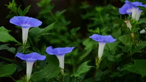 喇叭花_10