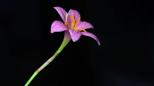 百合花图片_2