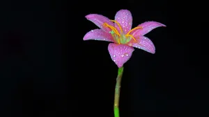 百合花图片_3