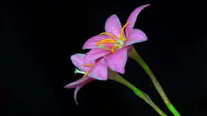 百合花图片_4