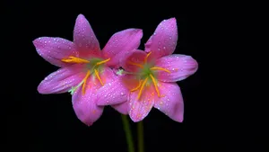 百合花图片_5