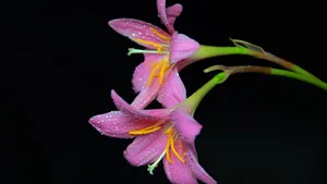 百合花图片_6