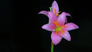 百合花图片_7