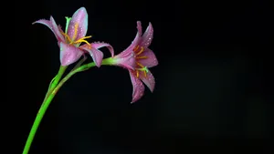 百合花图片_8