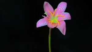 百合花图片_9