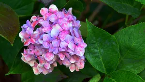 高清绣球花图片_3