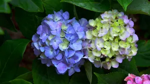 高清绣球花图片_4