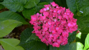 高清绣球花图片_5