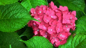 高清绣球花图片_6