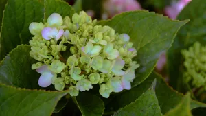 高清绣球花图片_7