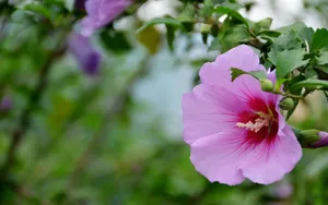 粉色木槿花图片_2