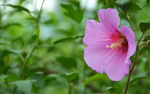粉色木槿花图片_3