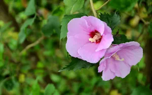 粉色木槿花图片_6