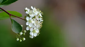 白色的火棘花图片_5