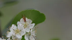 白色的火棘花图片_8