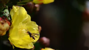 黄色的仙人掌花语_3