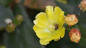 黄色的仙人掌花语_4