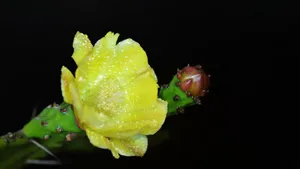 黄色的仙人掌花语_6