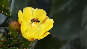 黄色的仙人掌花语_7