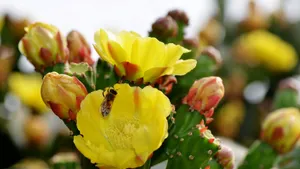 黄色的仙人掌花语_9