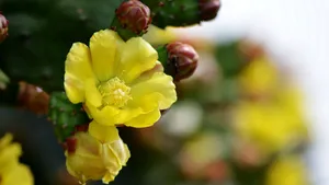 黄色的仙人掌花语_10