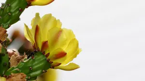 黄色的仙人掌花语_11