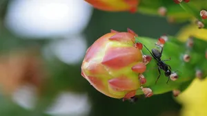 黄色的仙人掌花语_12