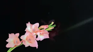剑兰图片_9