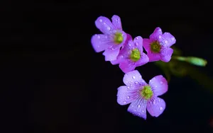 酢浆草花图片_2