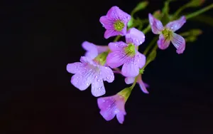 酢浆草花图片_3