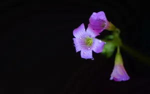 酢浆草花图片_4