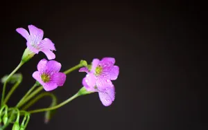 酢浆草花图片_5