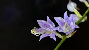 紫色的玉簪花图片_3