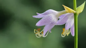 紫色的玉簪花图片_5