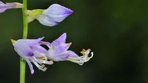 紫色的玉簪花图片_6